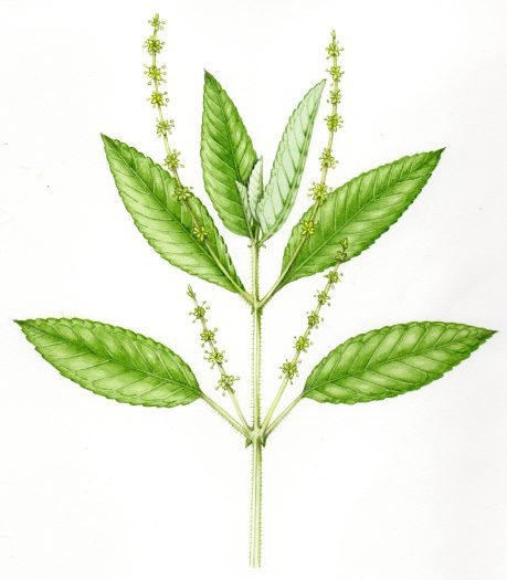 Dogs Mercury Mercurialis perennis natural history illustration by Lizzie Harper