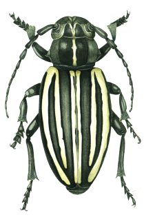 Dorcadion scopoli Longhorn beetle