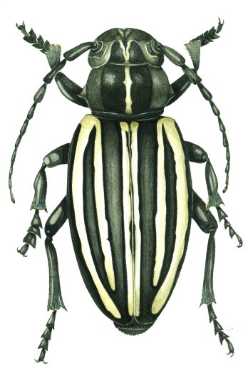 Dorcadion scopoli Longhorn beetle natural history illustration by Lizzie Harper