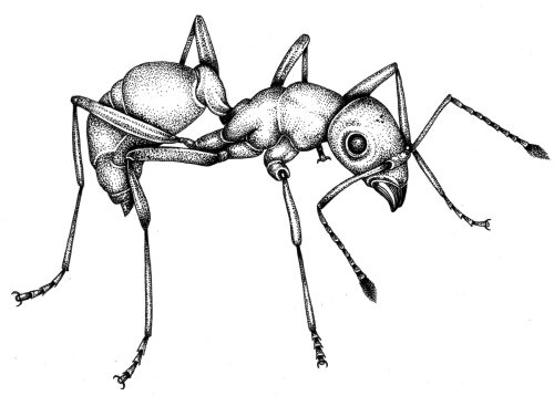 Driver ant Dorylinae species natural history illustration by Lizzie Harper