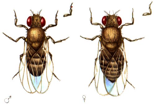 Drosophila flies natural history illustration by Lizzie Harper