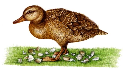 Mallard Anas platyrhynchos duckling natural history illustration by Lizzie Harper