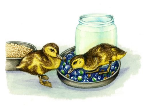 Mallard Anas platyrhynchos duckling natural history illustration by Lizzie Harper