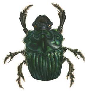 Dung beetle Oxysternon conspicillatum