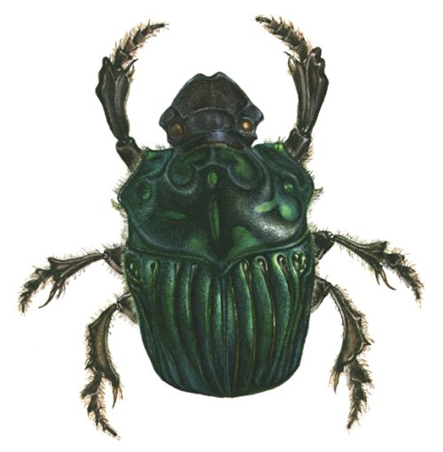 Dung beetle Oxysternon conspicillatum natural history illustration by Lizzie Harper
