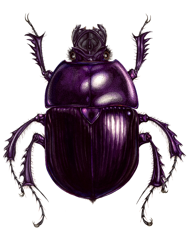 Dung beetle Geotrupes stercorarius natural history illustration by Lizzie Harper