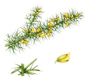 Dwarf Gorse Ulex minor natural history illustration by Lizzie Harper