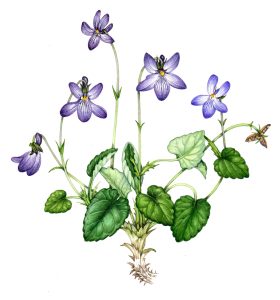 Early dog violet Viola reichenbachiana (Square)