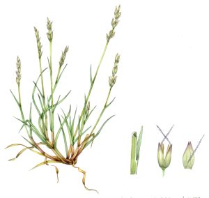 Early hair grass Aira praecox natural history illustration by Lizzie Harper