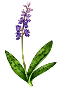 Early purple orchid Orchis mascula natural history illustration by Lizzie Harper