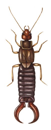 Earwig  Forficula auricularia natural history illustration by Lizzie Harper