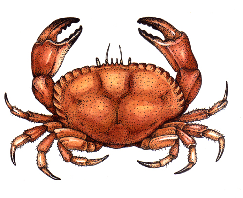 Edible crab Cancer pagurus natural history illustration by Lizzie Harper