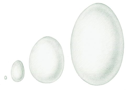 Size differences in eggs natural history illustration by Lizzie Harper