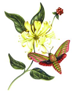 Elephant Hawk moth Deilephila elpenor with honeysuckle