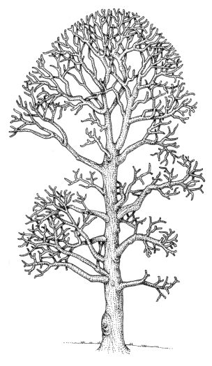 Elm Ulmus minor  natural history illustration by Lizzie Harper