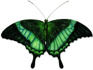 Emerald swallowtail Papilio Palinurus natural history illustration by Lizzie Harper
