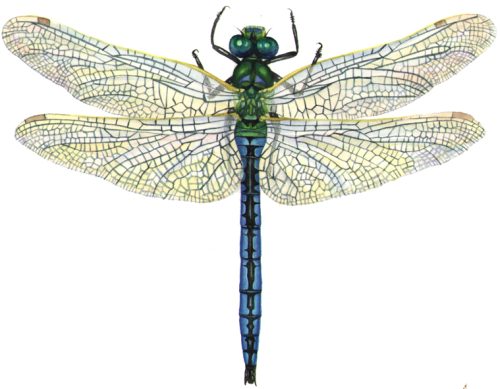 Emperor dragonfly Anax imperator natural history illustration by Lizzie Harper