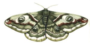 Emperor moth Saturnia pavonia natural history illustration by Lizzie Harper