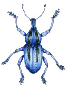 Eupholus bennetti weevil