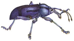 Eupholus bennetti weevil natural history illustration by Lizzie Harper