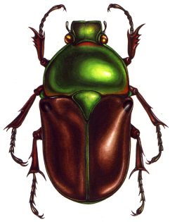 Euphoria fulgida Flower chafer
