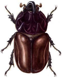 European rhino beetle Oryctes nasicornis natural history illustration by Lizzie Harper