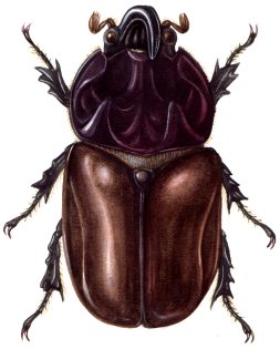 European rhino beetle Oryctes nasicornis