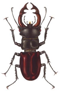 European Stag beetle Lucanus cervus