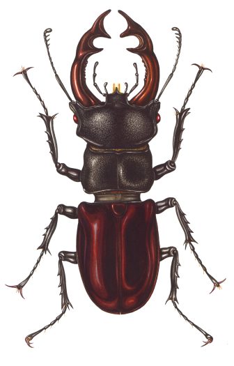 European Stag beetle Lucanus cervus natural history illustration by Lizzie Harper