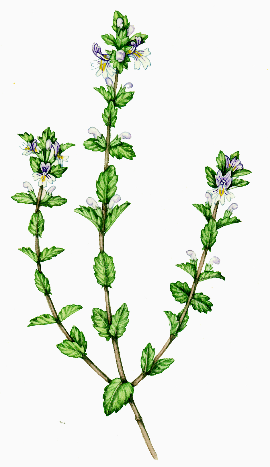 Essay On Eyebright Euphrasia