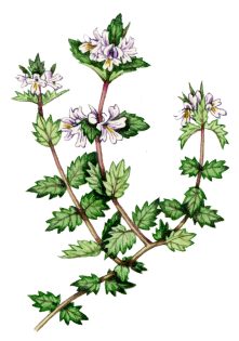 Eyebright Euphrasia 2