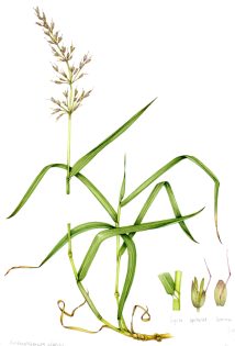 False oat grass Arrhenatherum elatius