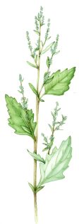 Fat Hen Chenopodium album
