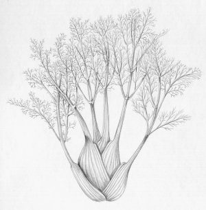 Fennel Foeniculum vulgare