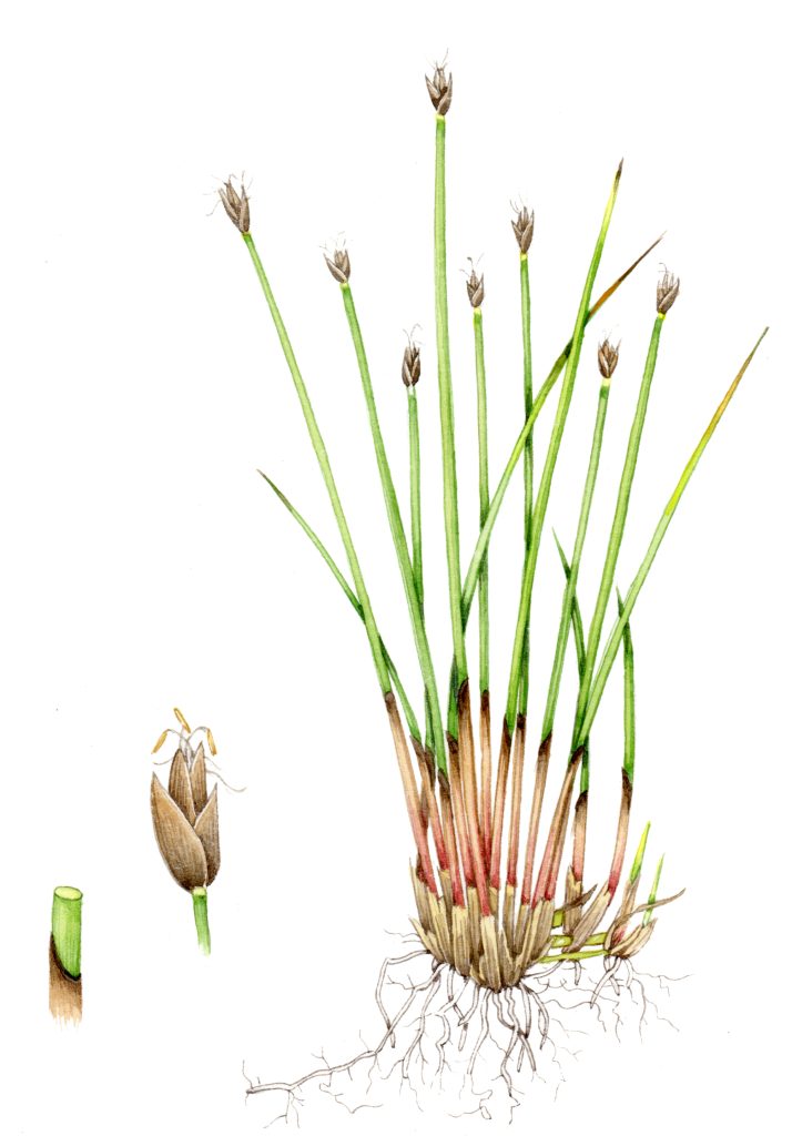 Few flowered Spike rush Eleocharis quinqueflora natural history illustration by Lizzie Harper