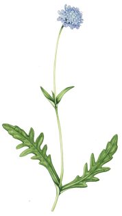 Field scabious Knautia arvensis 2