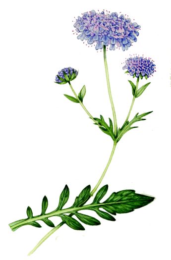 Field scabious Knautia arvensis natural history illustration by Lizzie Harper