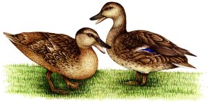 Mallard duckling Anas platyrhynchos fledglings quacking