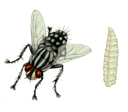 Flesh fly Sarcophaga crassipalpis natural history illustration by Lizzie Harper