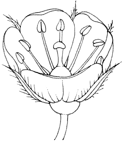 Draw and label the parts of L. S of the flower.