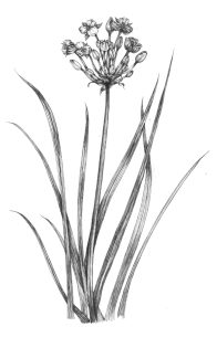 Flowering rush Butomus umbellatus