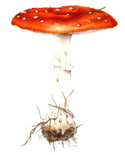 Fly agaric Amanita muscaria