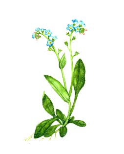 Forget me not Myosotis 2
