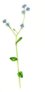 Forget me not Myosotis
