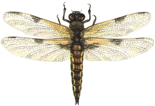 Four spotted chaser Libellula quadrimaculata natural history illustration by Lizzie Harper