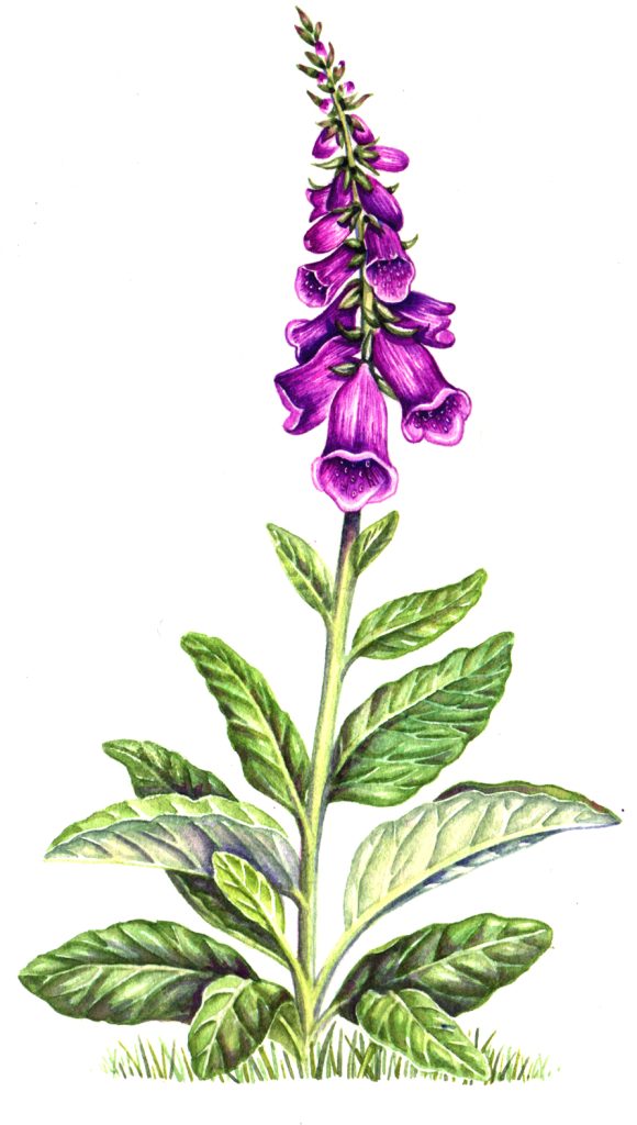 Foxglove Digitalis purpurea natural history illustration by Lizzie Harper