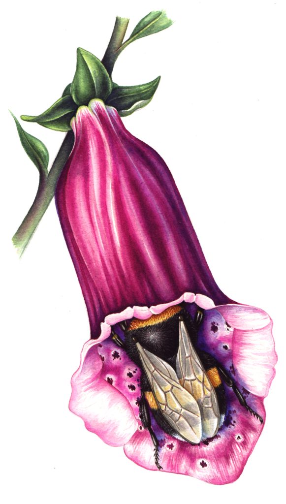 Foxglove Digitalis purpurea natural history illustration by Lizzie Harper