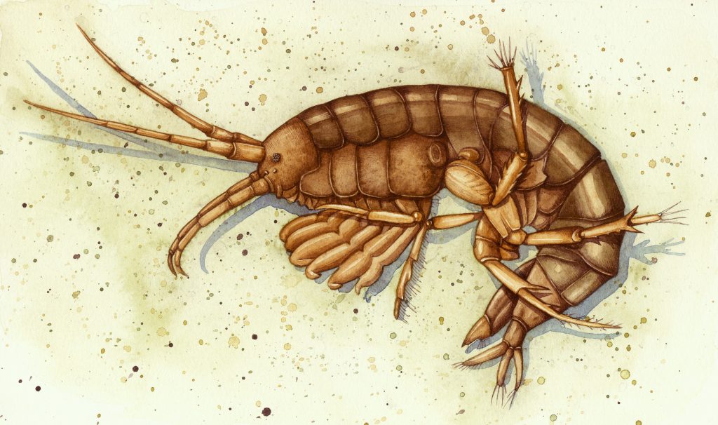 Fresh water shrimp Gammarus pulex natural history illustration by Lizzie Harper