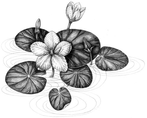Fringed waterlily Nymphoides peltata natural history illustration by Lizzie Harper