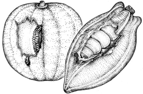 Cocoa and Melon fruit natural history illustration by Lizzie Harper